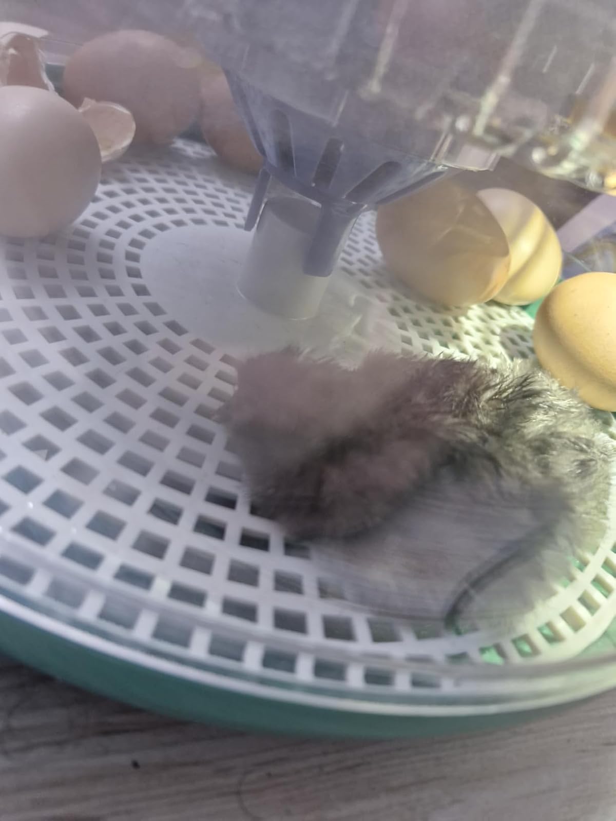 A fluffy chick in the Dural's DX5 incubator among the hatching eggs