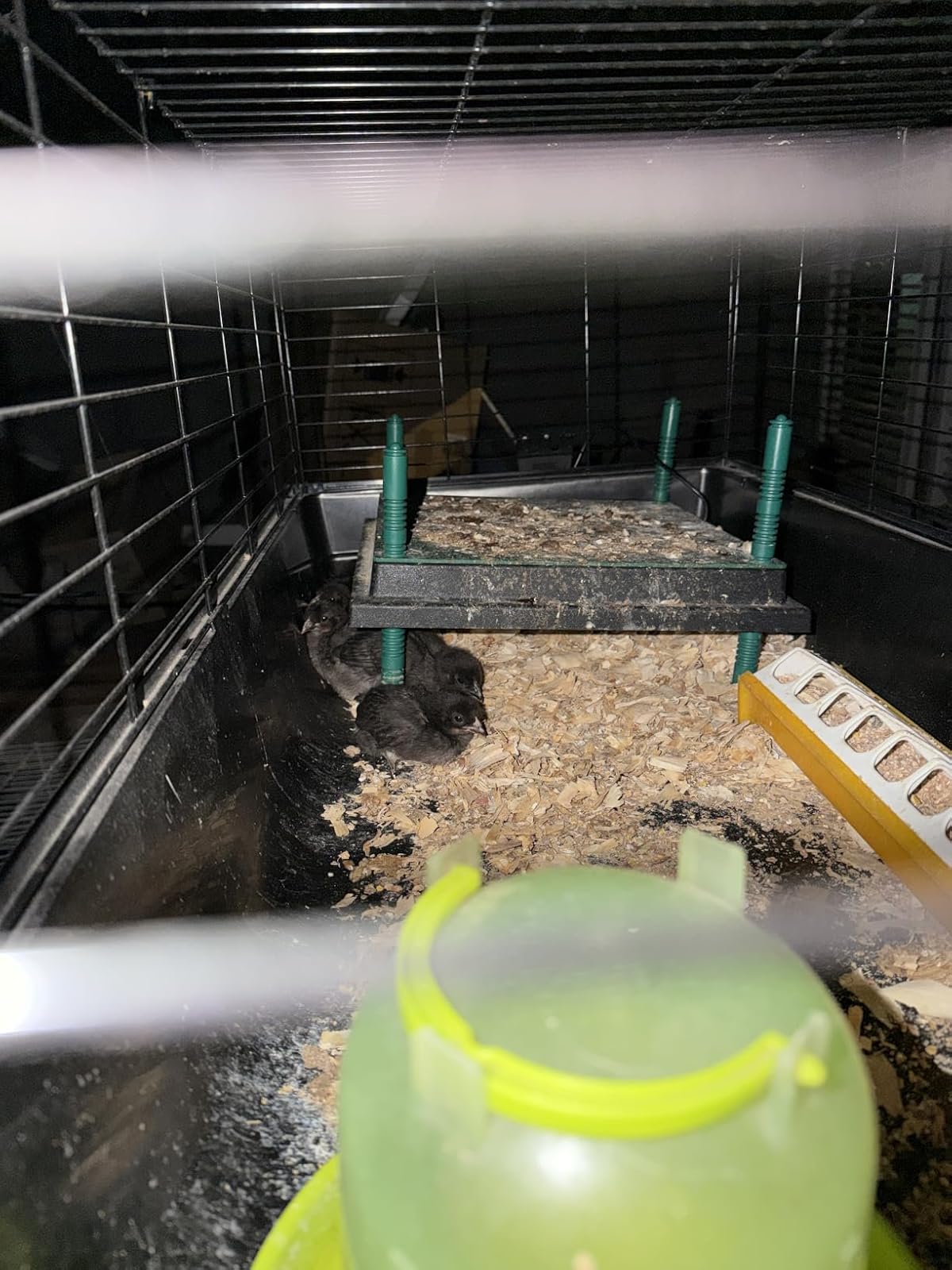 Poussins nichés dans une cage sombre près d'une plateforme surélevée, plaque chauffante peu visible