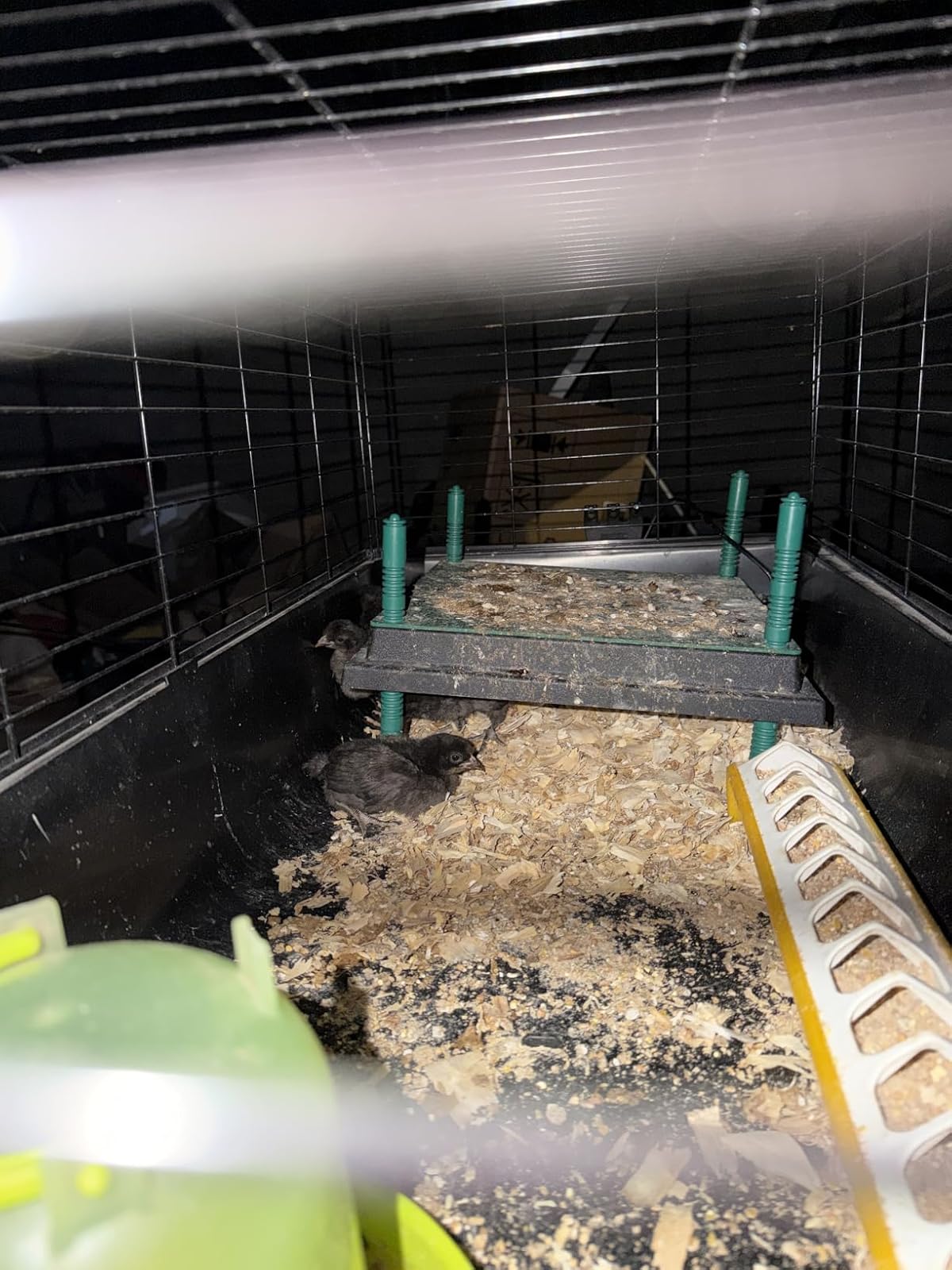 Chicks sheltering under the Dural's heat plate in their pen