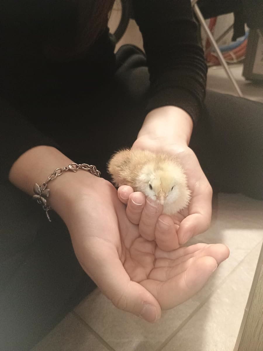 Un poussin jaune et duveteux nouveau-né reposant dans des mains en coupe, fond sombre, visiblement en bonne santé juste après l'éclosion.