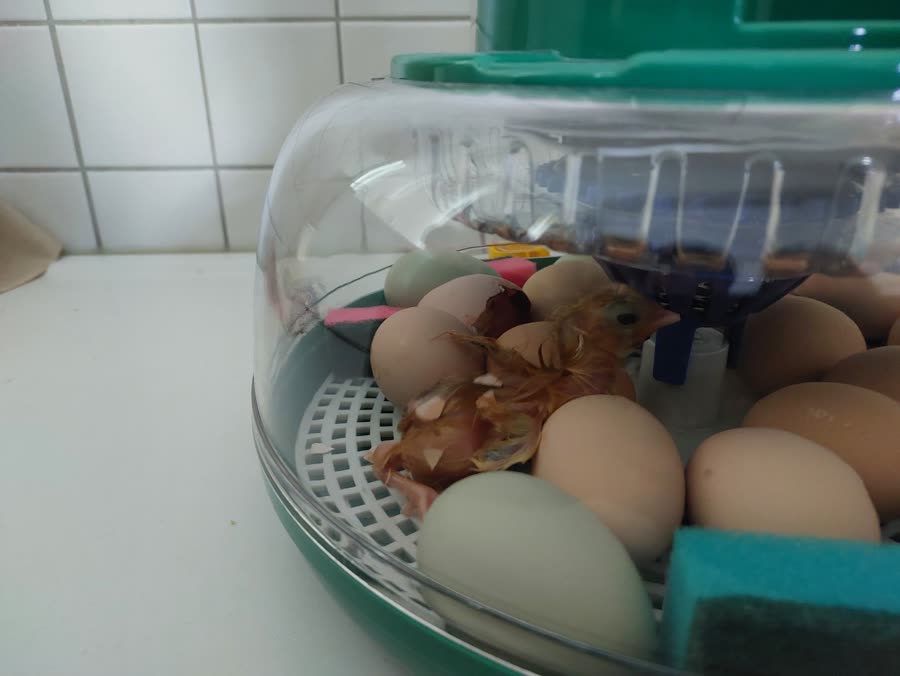 Poussin fraîchement éclos, duvet encore humide, au milieu des œufs et de sa coquille dans la couveuse Dural's