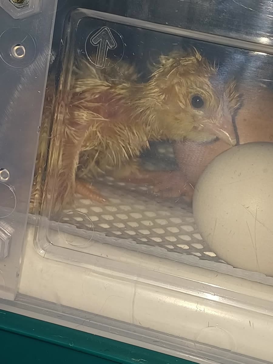 Poussin tout juste éclos, duvet mouillé, posé à côté d'un œuf dans la couveuse