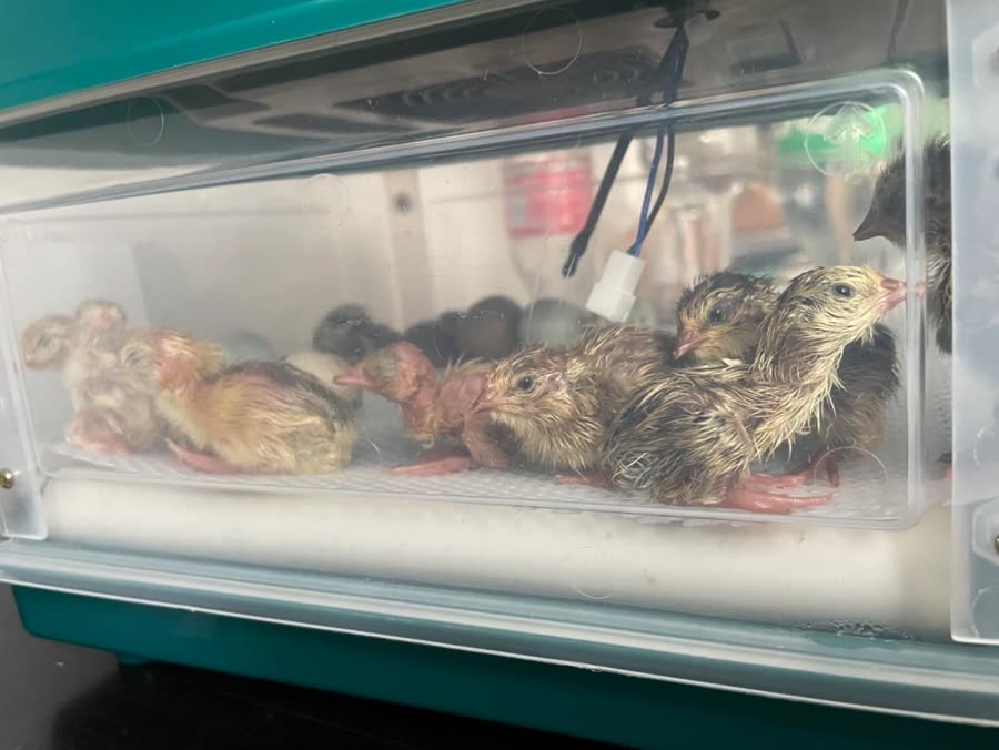 Photo d'un éleveur : cailleteaux fraîchement éclos dans la couveuse