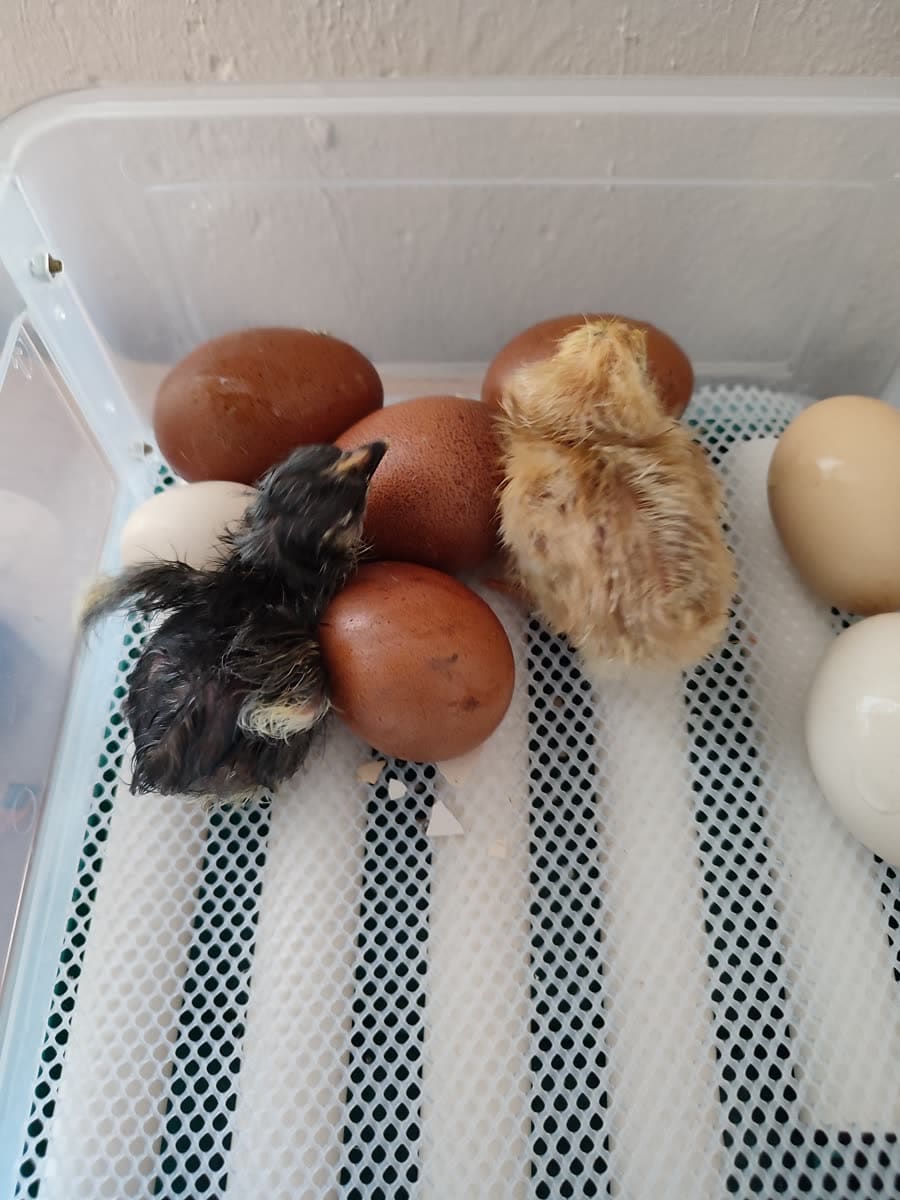 Photo d'un éleveur : poussins secs au milieu des œufs