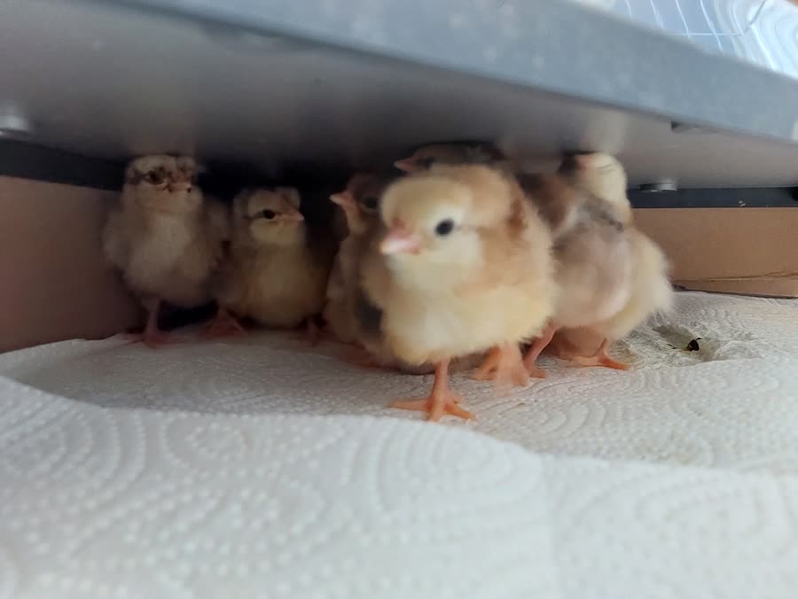 Photo d'un éleveur : poussins blottis sous la plaque chauffante