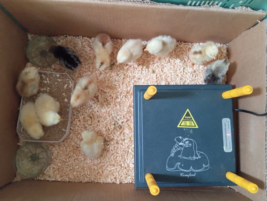 Photo d'un éleveur : poussins autour de la plaque chauffante