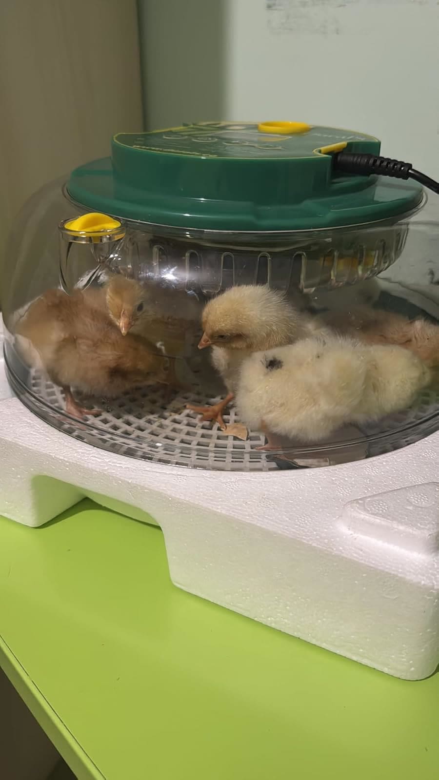 Cinq poussins bien séchés sous le dôme transparent de la couveuse Dural's