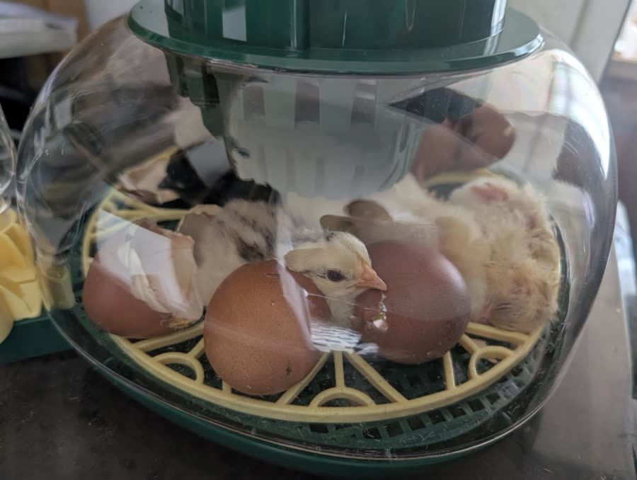Photo d'un éleveur : poussin à côté de sa coquille éclose