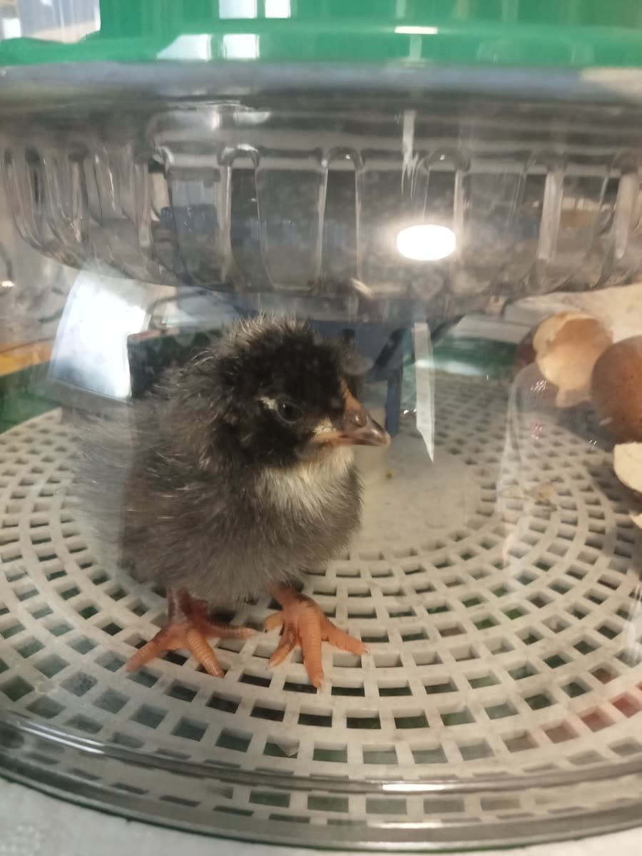 Poussin noir debout sur la grille de la couveuse, coquilles vides à l'arrière