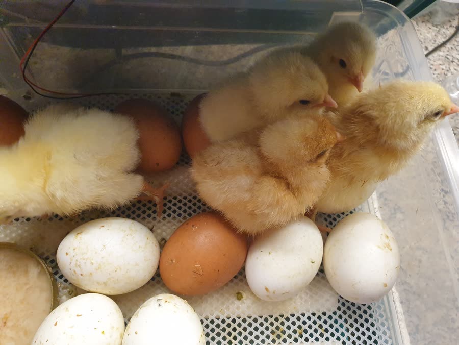 Photo d'un éleveur : poussins et œufs dans la couveuse