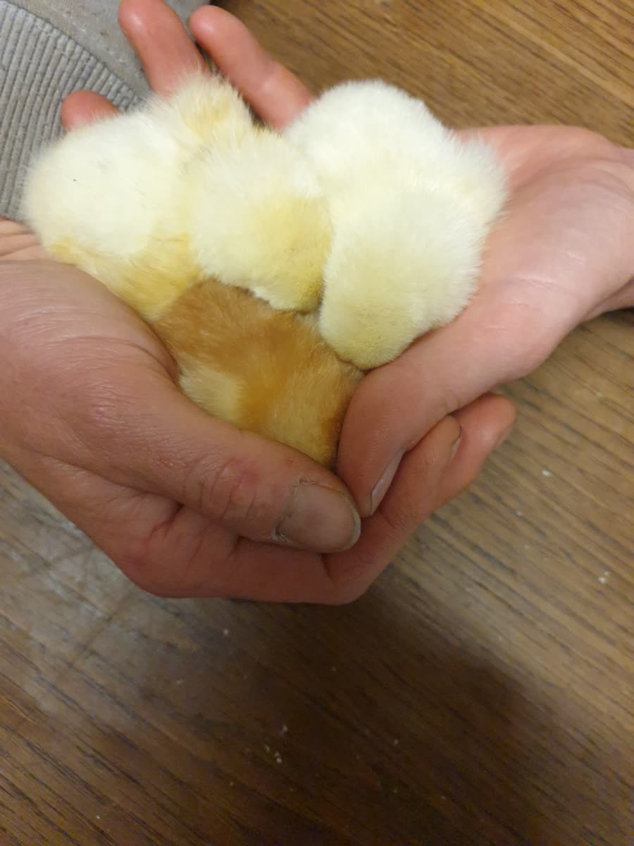 Quatre poussins duveteux endormis dans les mains de leur éleveur