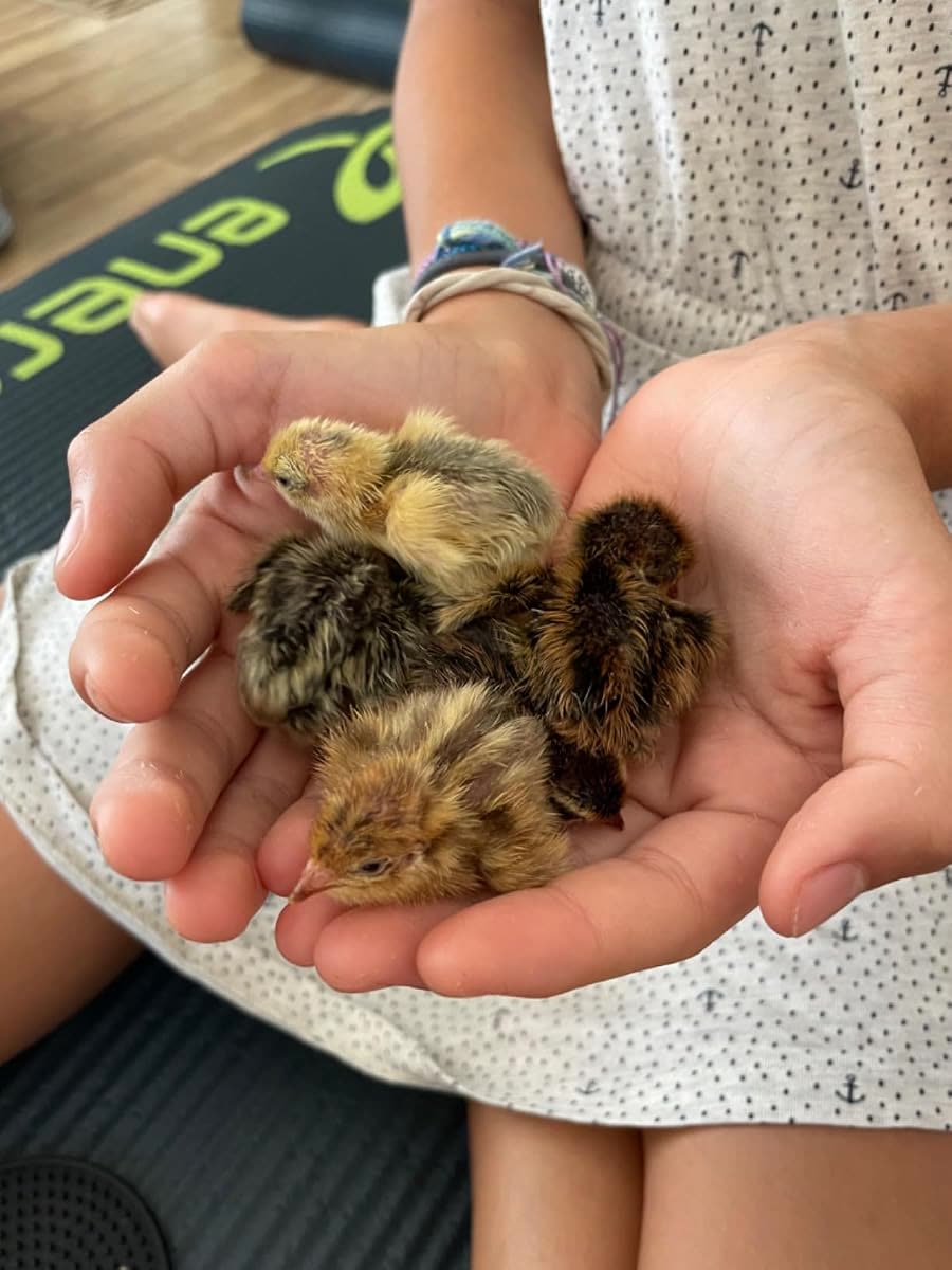 Photo d'un éleveur : poussins des premiers jours