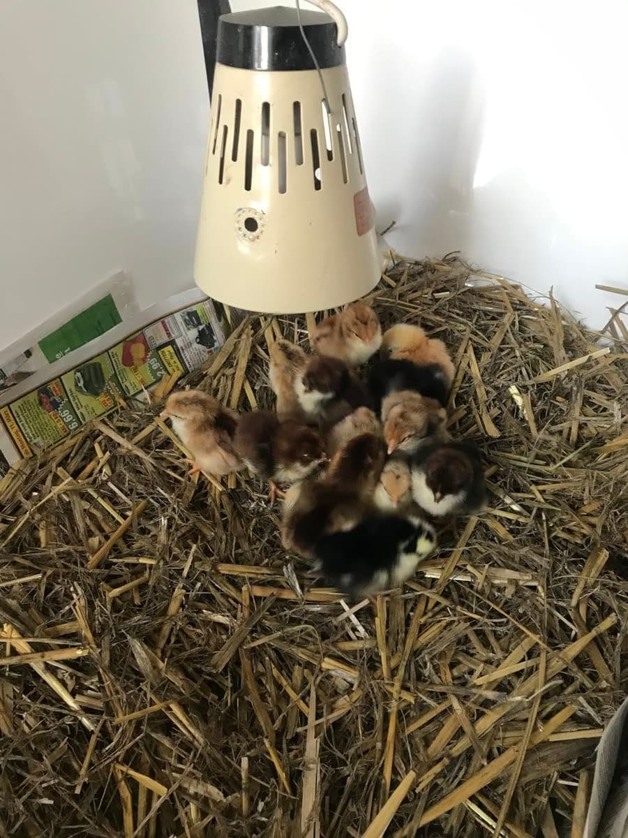 Photo d'un éleveur : poussins sous la source de chaleur en poussinière